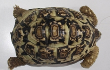 Tortuga lleopard