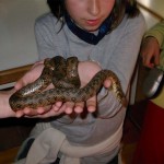 Serp escur�onera d'aigua